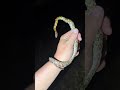 catching a whole lot of pythons everglades python crazy wildlife snake youtube viral