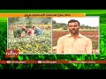 ప్రకృతి విధానంలో చామంతి పూల సాగు chamanthi flower cultivation hmtv agri