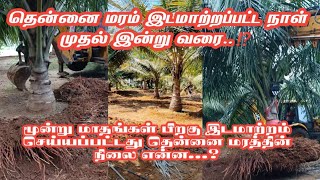 கொட்டகை அமைப்பதற்காக இடமாற்றம் செய்யப்படும் தென்னை மரங்கள் | Shifting of Coconut Tree in Tamil