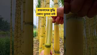 চায়নাদের উন্নত প্রযুক্তি চাষ