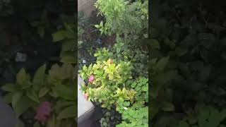 ||💁🏻‍♀️Minivlog#010||my garden vlog🍀🌿🌺||Slow and peaceful||❤🙏🏻 #song #tamilmusic #music #minivlog