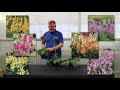 TERRA NOVA® Nurseries, Inc. - Verbascum