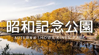 (jp/en)【休日お出かけ#05】イチョウ並木＠昭和記念公園／Autumn Ginkyo Trees at Showa Kinen Park