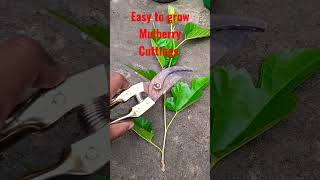 Mulberry Cuttings grow #youtubeshorts #shorts #mulberryfruit #cutting