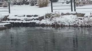 눈 오는날 🌨/가마우지 🦅 눈이 쏟아지는데도 물속에 들어갔다 나왔다 한다 - 조용한 일상