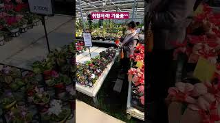 Yongin Namsa Flower Complex #shorts