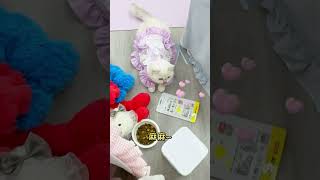 【白糖糖的日常】可是小貓真的很暖耶 #可愛 #tiktok #萌寵 #貓咪 #cutecats