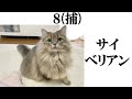 【可愛い猫】打線組んでみた