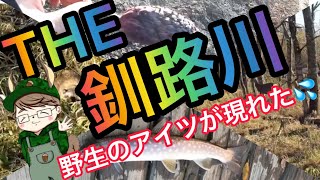 【#6】野生のアイツが、、、釧路川中流域にてアメマスを求めて！