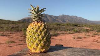 Destroying some pineapples with 9mm Ep04 - Mute Destruction