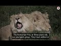 5 romanian lions meet the youngest pride at our lionsrock big cat sanctuary 🦁🦁🦁🦁🦁