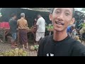 hari minggu update harga durian harga alpukat jatuh harga pette naik di pasar buah pasrepan