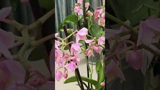 25.01.2025г. Мои новинки и Сюрприз #орхидеи #фаленопсис #orchid #phal #phalaenopsis