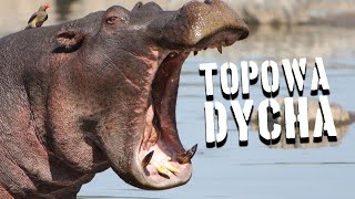 10 najbardziej zabójczych zwierząt [TOPOWA DYCHA]