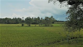 Menelusuri Alam Sawah Yang Indah