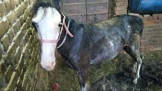 Marwadi horse 8 month filly and abhijeet mare pregnant for sale owner vaghuji Thakor 9726671955