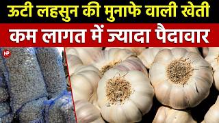 ऊटी लहसुन: कम लागत में ज्यादा पैदावार  || Ooty lehsun ki kheti | Garlic Farming | Dalauda mandi bhav