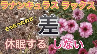 ラックス休眠する・しないの差は？【ラナンキュラス】【ガーデニング】【生産者】【園芸のぶチャンネル】