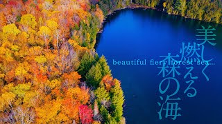 Beautiful fiery forest sea -Drone Footage of the Stunning Autumn Foliage in Ontario, Canada