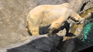 2013年6月11日　旭山動物園　ホッキョクグマ　イワン