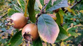 Mespilus germanica - how to choose and eat German Medlars