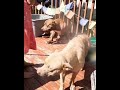 cooling the dogs off right before our hike.