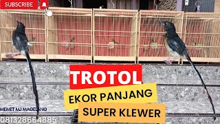 Trotol Ekor Panjang Super Klewer #burung #muraibatu #murai #trotol #trotolanmurai #jual #viral #fyp