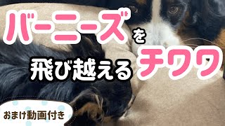 【多頭飼いの日常】バーニーズの上を反復横跳びするチワワ　おまけ動画付き【Bernese Mountain Dog】【Chihuahua】