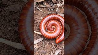 HORROR! Red Millipede - short video #snailhunter