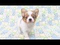 1027パピヨン子犬月桃ｍ２