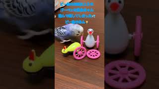 セキセイインコピー助のお気に入りのおもちゃを壊した！