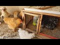 يوميات الدجاج 🐓 شلون تحفظ الببيض للتفقيس أطول فتره ممكنه ؟ أستفتاء مهم داخل الفديو ؟ اكثر خطر على ال