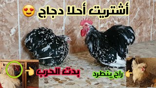 يوميات الدجاج 🐓 شلون تحفظ الببيض للتفقيس أطول فتره ممكنه ؟ أستفتاء مهم داخل الفديو ؟ اكثر خطر على ال