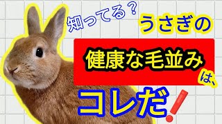 【うさぎ】コレがあれば健康のサイン⁉️【毛並みチェック】