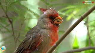 CARDINAL BIRD