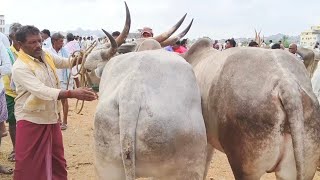 Super size dheshiya Seema bull's video | Oxe's price | Adoni market video's