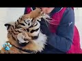 a man saved a tiger cub when it was very small and this is how he responded instead of gratitude