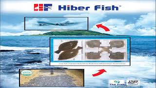 Hiber Fish 무수동면 광어 수출 작업 | www.HiberFish.com (주)더피쉬