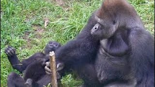 親子ゴリラ（ハオコ・リキ）の相席【上野動物園】