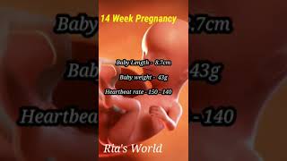 14 week pregnancy /baby size/baby development