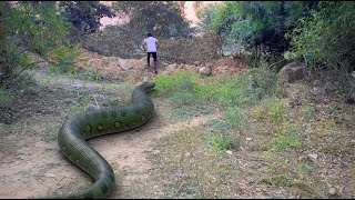 Anaconda Snake Attack In Real Life 2