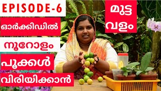 മുട്ടകൊണ്ട് ഈ ഒരുവളം മതി ഓർക്കിഡ് വേഗത്തിൽ വളർന്നു പുഷ്പിക്കാൻ|| BEST ORGANIC FERTILIZER FOR ORCHIDS