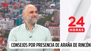 Minsal entrega consejos ante aumento de la presencia de arañas de rincón en los hogares | 24 Horas