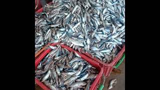 tanur harbour kerala fishing vedio#fishing