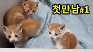 창고에서 발견된 새끼고양이 5남매의 첫만남(친자확인절차)