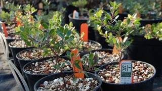 Restoring San Francisco's Lost Manzanita: Science on the SPOT