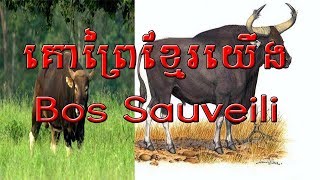 សត្វគោព្រៃ តំណាងអោយប្រទេសកម្ពុជា/ Kouprey representative of Cambodia(Bos Sauveli)