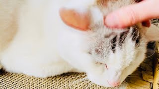 【ASMR猫】ごろにゃーの音だけ　[ASMR cat] Around the sound of the cat