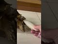 長壽補鈣囉～ 蘇卡達象龜 寵物 長壽 寵物龜 3yearsold babytortoise pets longevity tortoise 墨魚骨 補鈣