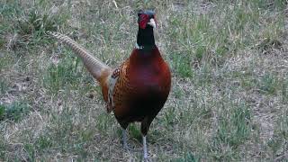 Kogut bażant/Cock pheasant